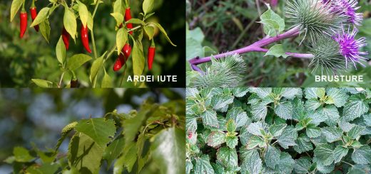 Tincturi din ardei iute brusture mesteacan urzica