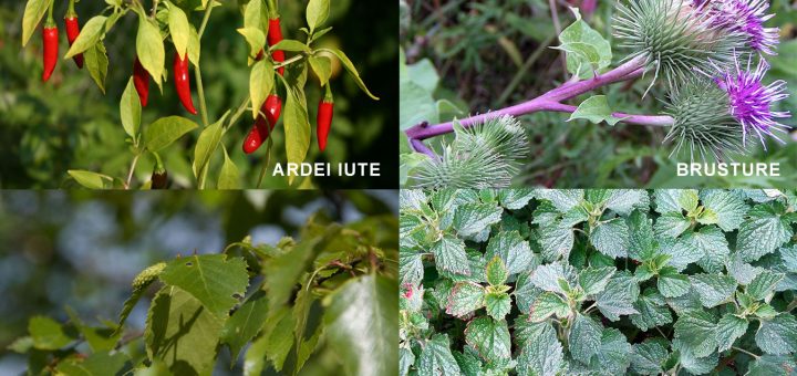 Tincturi din ardei iute brusture mesteacan urzica