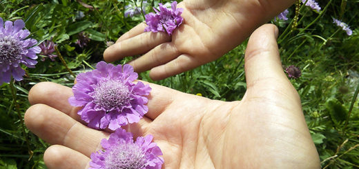 Floare de Muscata Dracului Scabiosa