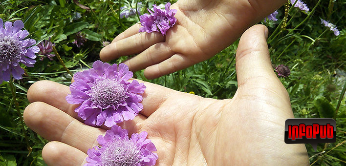 Floare de Muscata Dracului Scabiosa