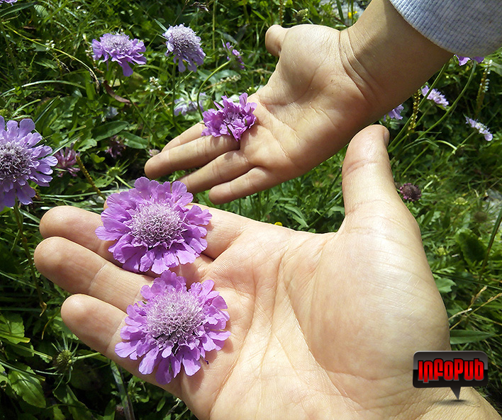 Floare de Muscata Dracului Scabiosa